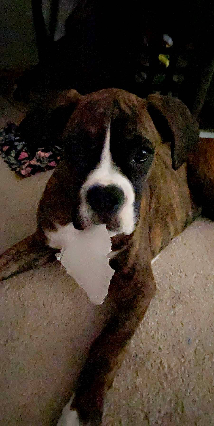 Winnie is registered to the contest to win money with this photo: bored, boxer, canidae, carnivore, collar, companion_dog, dog, dog_breed, dog_collar, ear, fawn, fur, giant_dog_breed, molosser, snout, sporting_group, whiskers, working_animal, working_dog, wrinkle
