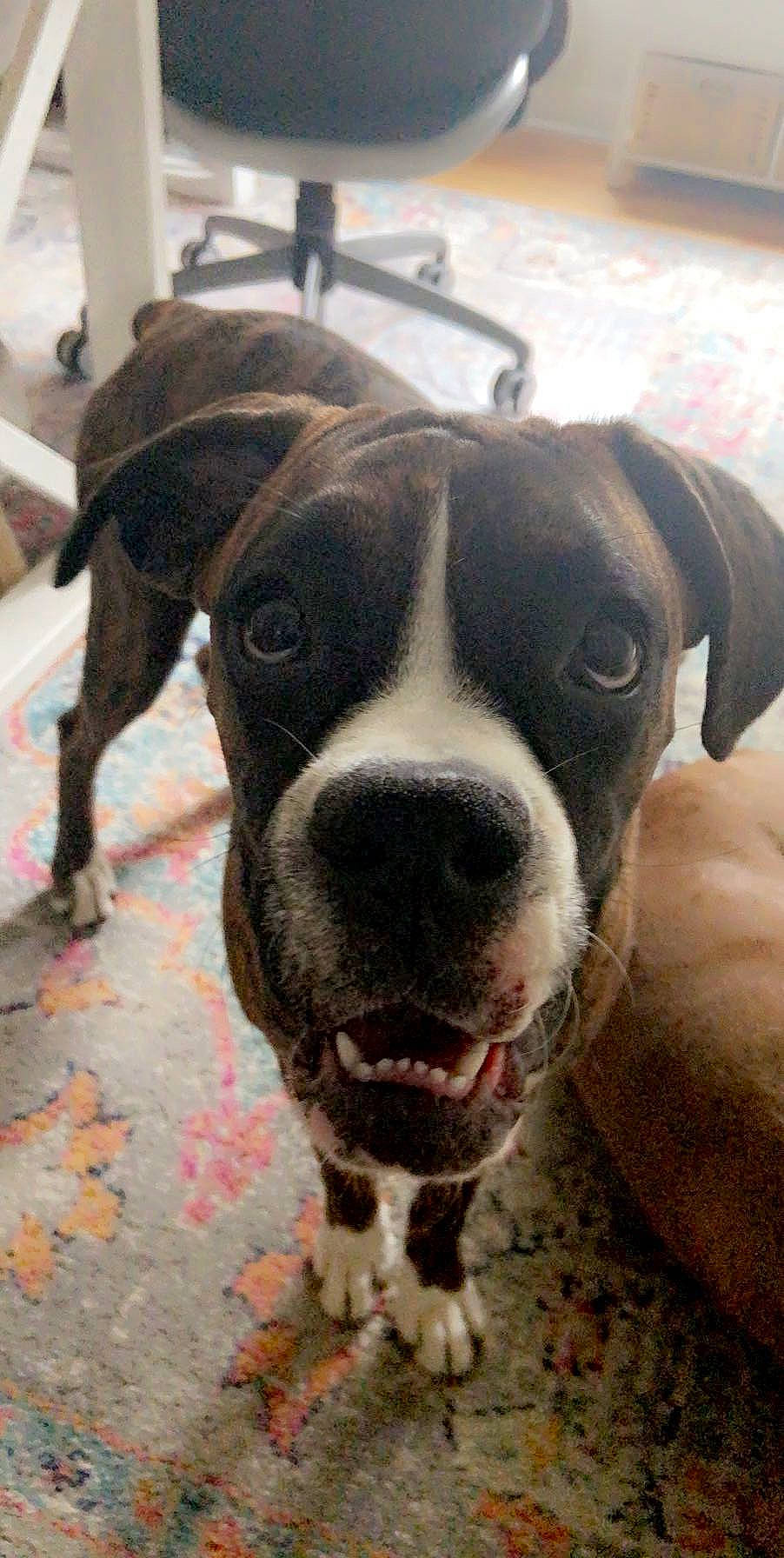 Winnie is registered to the contest to win money with this photo: canidae, carnivore, cloud, collar, companion_dog, dog, dog_breed, dog_collar, fawn, metal, non_sporting_group, pet_supply, puppy, sky, snout, sporting_group, terrestrial_animal, whiskers, working_animal, working_dog