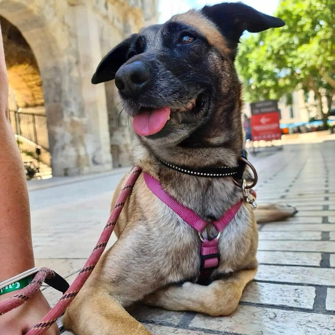 Coco a rejoint le concours — aidez-le/la à gagner de superbes lots ! accessories, animal, architecture, building, canine, city, clothing, dog, footwear, leash, path, person, pet, puppy, road, sandal, strap, street, sunglasses, urban