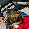 bed, bedroom, calico_cat, cat, clothing, cozy, curled_up, dresser, ears, feline, fur, home, indoor, knitted_blanket, paws, pet, red_blanket, resting, sleeping, whiskers