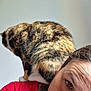 animal, calico_cat, cat, closeup, comfort, companion, curiosity, domestic, eye, face, fur, hair, indoor, knitwear, person, pet, red_sweater, shoulder, skin, whiskers