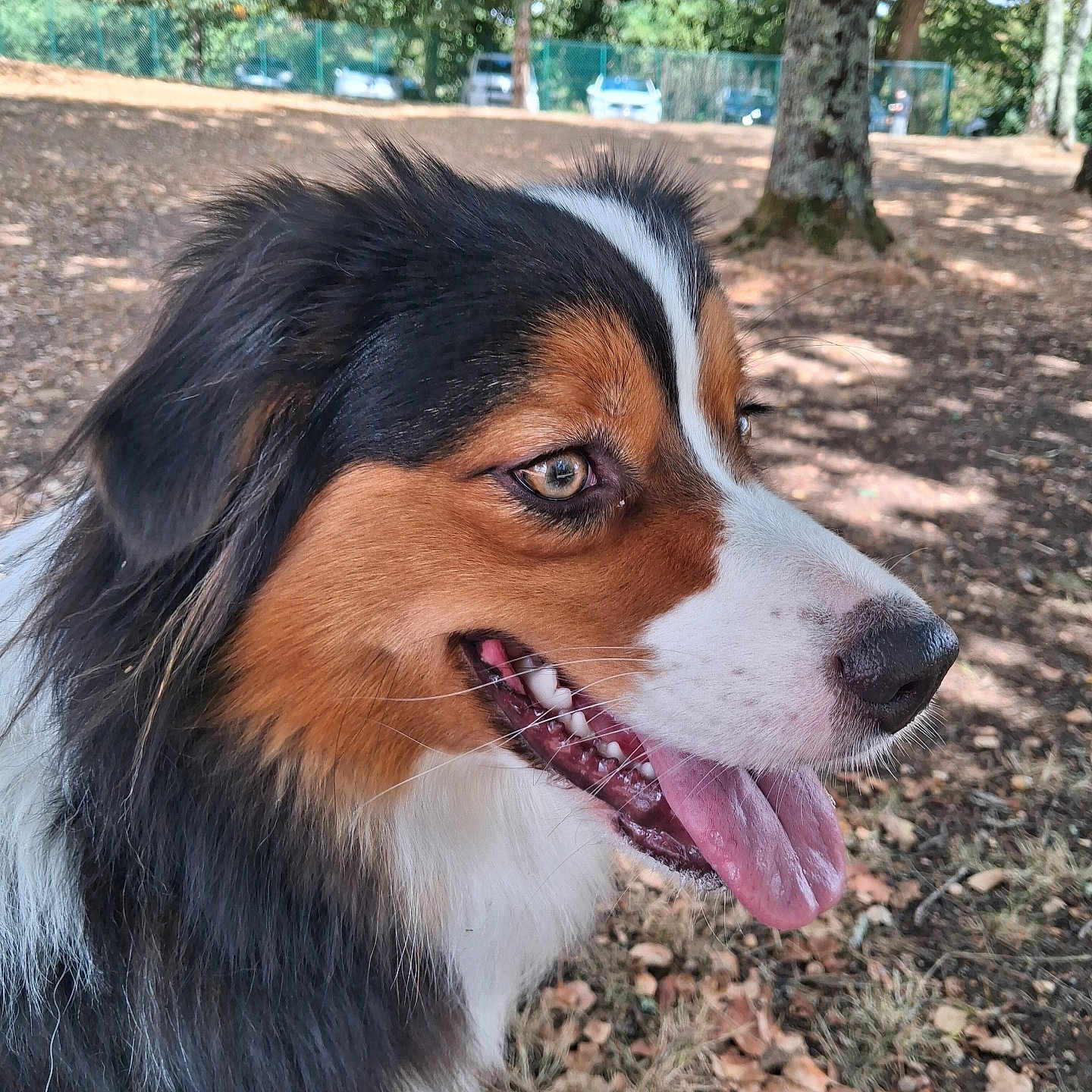 Ael participe au concours pour gagner de l'argent avec cette photo : animal, bernese_mountain_dog, close_up, daylight, dog, eye, face, fluffy, forest, long_hair, nose, outdoor, park, pet, portrait, puppy, smiling, tongue, trees, tricolor