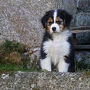Ael a rejoint le concours — aidez-le/la à gagner de superbes lots ! puppy, dog, tricolor, fluffy, stone_wall, grass, outdoor, young_dog, pet, animal, cute, sitting, nature, fur, adorable, portrait, canine, mammal, small_dog, curious