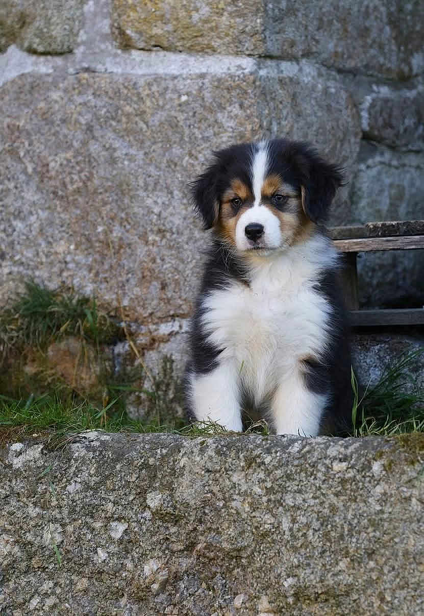 Ael a rejoint le concours — aidez-le/la à gagner de superbes lots ! puppy, dog, tricolor, fluffy, stone_wall, grass, outdoor, young_dog, pet, animal, cute, sitting, nature, fur, adorable, portrait, canine, mammal, small_dog, curious