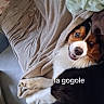 Ael a rejoint le concours — aidez-le/la à gagner de superbes lots ! animal, blanket, canine, comfort, couch, cozy, cute, dog, face, fur, furniture, home, indoor, paw, pet, playful, relaxed, resting, smiling_dog, snuggled