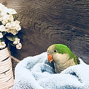 Bobbi joined the competition — help win amazing prizes! _geese_and_swans, beak, bird, blossom, duck, ducks, flower, lovebird, parrot, plant, rubber_ducky, snow, spring, toy, tree, water, water_bird, winter
