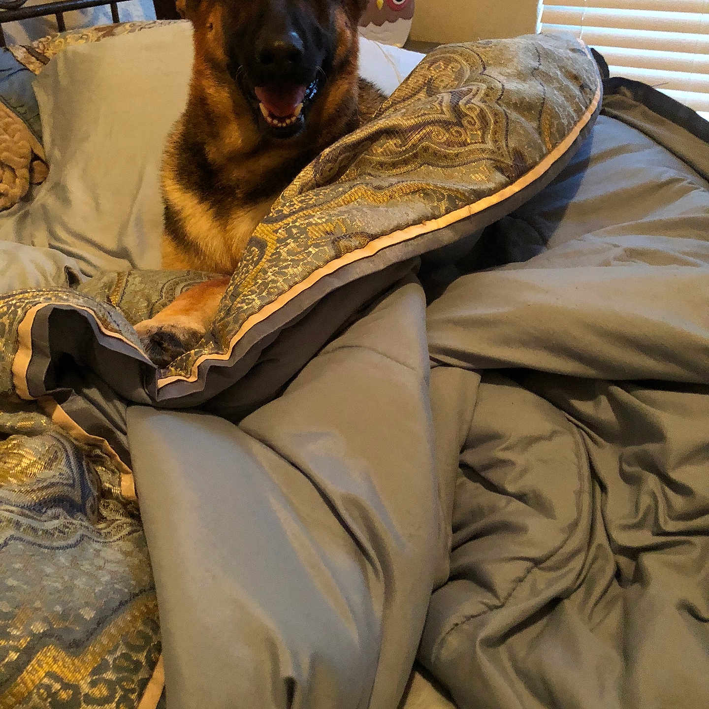 Athena is registered to the contest to win money with this photo: animal, bed, blanket, canine, comforter, cozy, cute, decor, dog, furniture, german_shepherd, home, indoor, pet, pillow, relaxed, resting, sleeping_area, smiling_dog, window_blinds