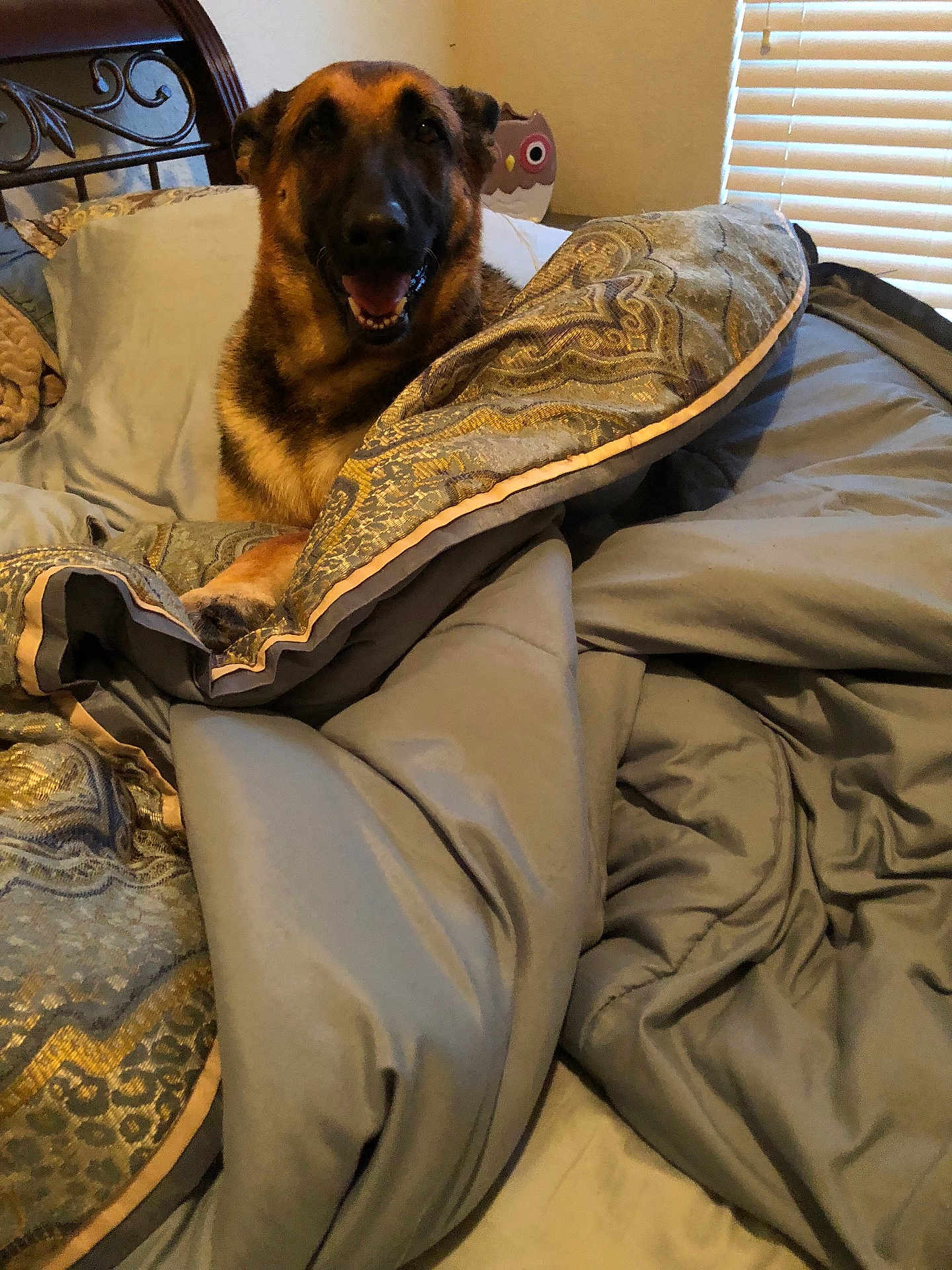 Athena is registered to the contest to win money with this photo: dog, german_shepherd, bed, blanket, comforter, pillow, indoor, smiling_dog, furniture, sleeping_area, cozy, pet, animal, home, resting, cute, canine, decor, window_blinds, relaxed