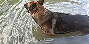 Athena joined the competition — help win amazing prizes! dog, german_shepherd, water, river, ripples, outdoor, animal, pet, nature, rock, panting, fur, canine, swimming, muddy_water, daytime, mammal, wildlife, wet, head