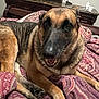 Athena is registered to the contest to win money with this photo: dog, german_shepherd, bedroom, blanket, furniture, indoors, pet, animal, lying_down, canine, comfort, cozy, purple, patterned, resting, smiling_dog, domestic_animal, fur, paw, bed