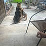 Athena joined the competition — help win amazing prizes! dog, backyard, porch, concrete, garden, furniture, chair, table, grass, tree, statue, fence, decorations, pets, outdoor, daytime, two_dogs, companionship, relaxing, nature
