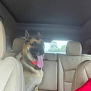 Athena is registered to the contest to win money with this photo: dog, german_shepherd, car_interior, beige_seats, tongue_out, pet, animal, backseat, window, daylight, happy, canine, fur, seat_headrest, collar, domestic_animal, transportation, travel, vehicle, leather_seats