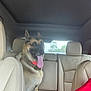 dog, german_shepherd, car_interior, beige_seats, tongue_out, pet, animal, backseat, window, daylight, happy, canine, fur, seat_headrest, collar, domestic_animal, transportation, travel, vehicle, leather_seats