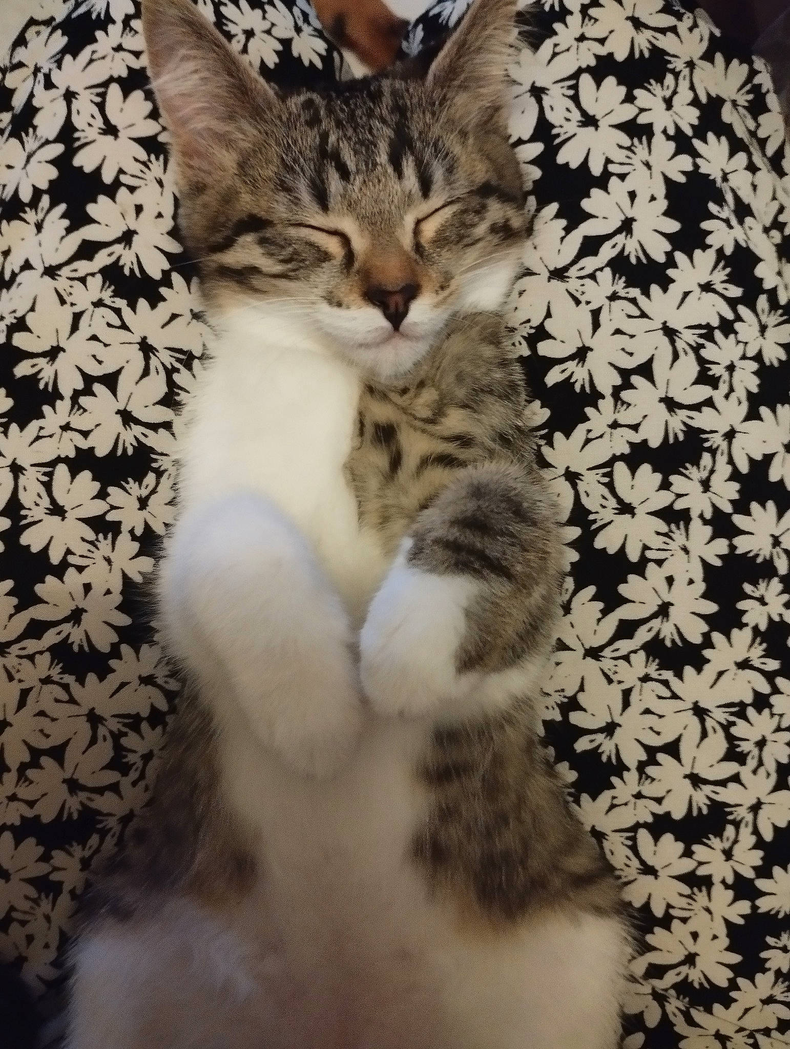 Pépète a rejoint le concours — aidez-le/la à gagner de superbes lots ! carnivore, cat, claw, comfort, domestic_short_haired_cat, fawn, felidae, flower, fur, pattern, paw, petal, plant, small_to_medium_sized_cats, snout, tail, terrestrial_animal, tree, whiskers, window