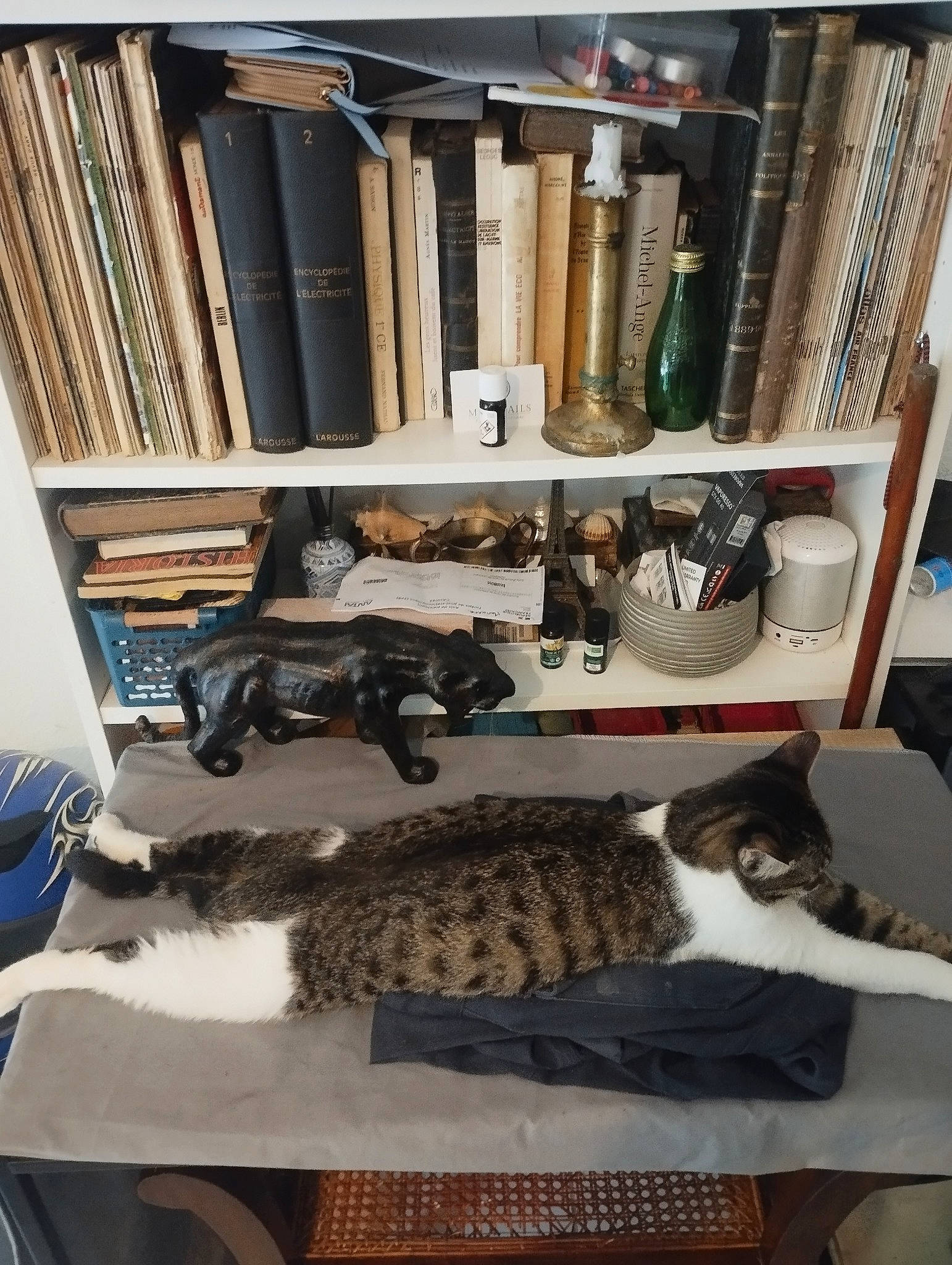 Pépète participe au concours pour gagner de l'argent avec cette photo : book, bookcase, carnivore, cat, cat_supply, domestic_short_haired_cat, felidae, flooring, fur, hardwood, interior_design, office_equipment, publication, room, shelf, shelving, small_to_medium_sized_cats, tail, whiskers, wood