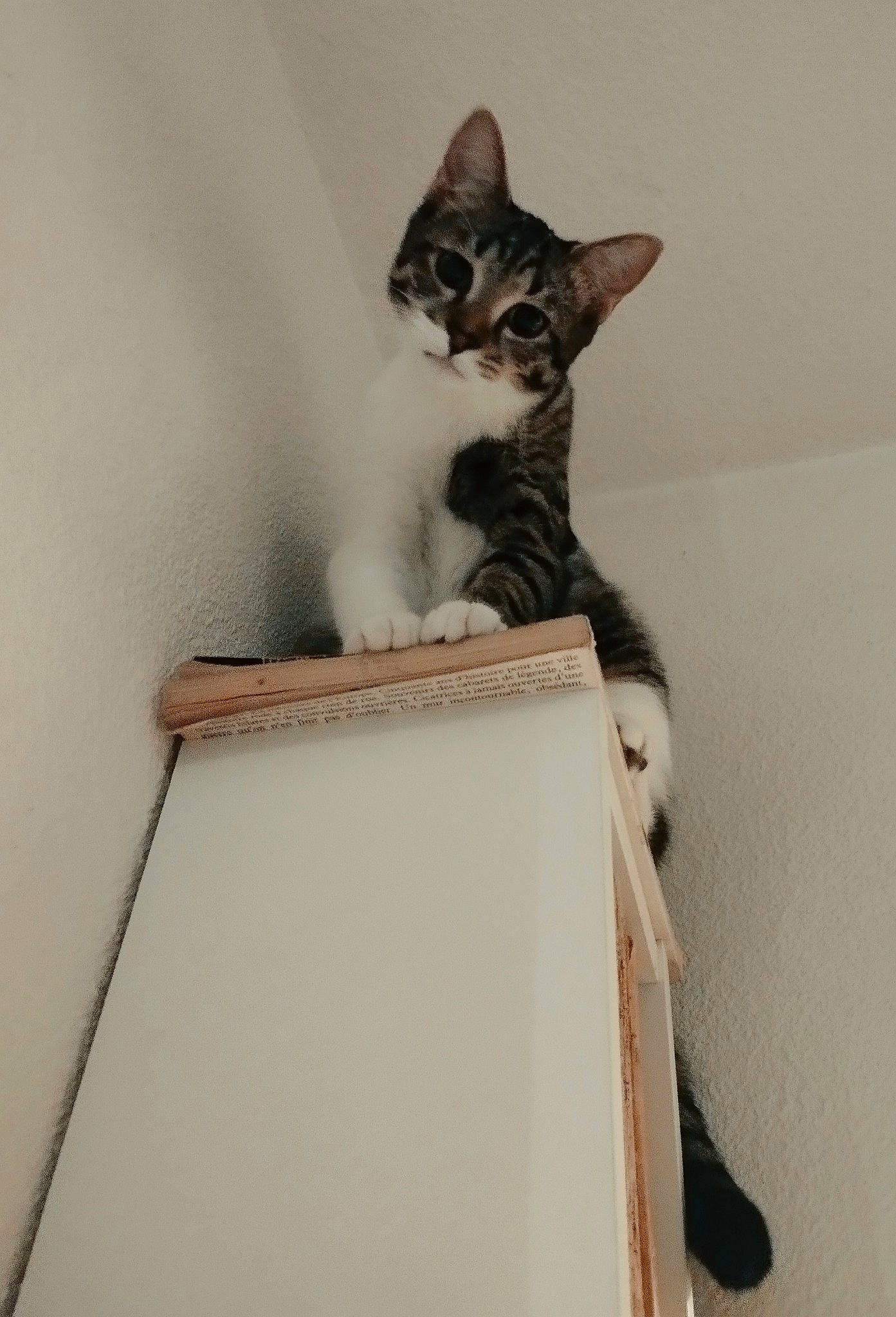 Pépète participe au concours pour gagner de l'argent avec cette photo : box, cardboard, carnivore, carton, cat, cat_supply, domestic_short_haired_cat, fawn, felidae, fur, paper_product, paw, room, sitting, small_to_medium_sized_cats, snout, stairs, tail, whiskers, wood