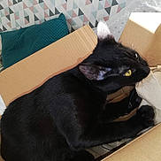 Hope a rejoint le concours — aidez-le/la à gagner de superbes lots ! cat, black_cat, cardboard_box, indoor, yellow_eyes, feline, pet, box, paper, chewing, fur, animal, whiskers, curious, domestic_cat, close_up, home, cushion, patterned_wall, relaxed