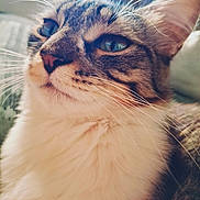 Cosette participe au concours pour gagner de l'argent avec cette photo : animal, blue_eyes, cat, close_up, cute, ears, face, feline, fluffy, fur, indoor, mammal, nose, pet, portrait, relaxed, resting, soft_light, tabby, whiskers