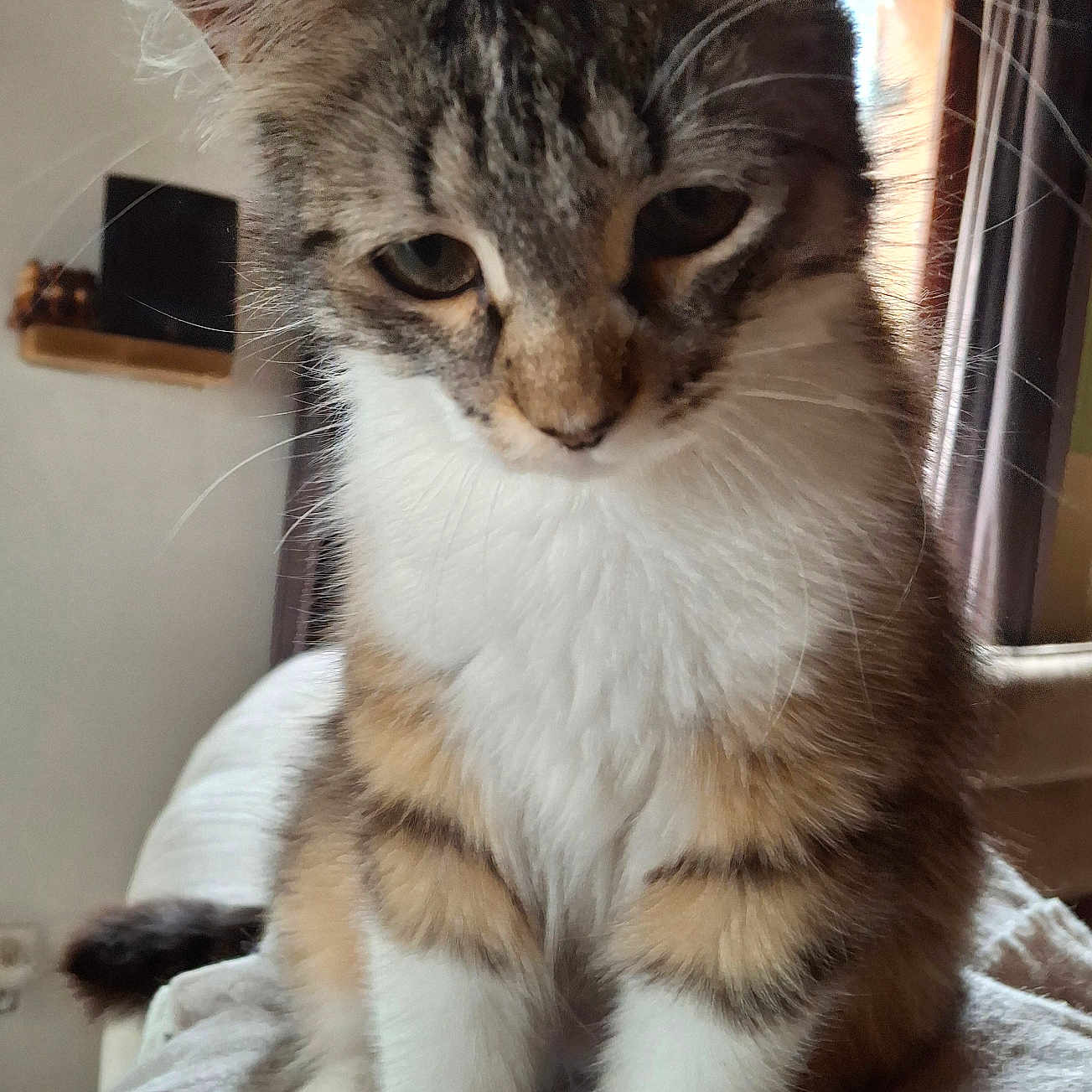 Cosette participe au concours pour gagner de l'argent avec cette photo : animal, blanket, cat, cozy, cute, domestic, ears, feline, fur, indoor, light, pet, portrait, sitting, soft, tabby, tail, whiskers, white_fur, window