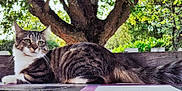 Cosette a rejoint le concours — aidez-le/la à gagner de superbes lots ! animal, bench, cat, cute, daylight, fur, greenery, leaf, mammal, nature, outdoor, pet, portrait, relaxing, resting, tabby_cat, tree, whiskers, wildlife, wood