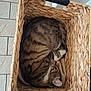 Cosette participe au concours pour gagner de l'argent avec cette photo : animal, basket, blanket, cat, cozy, cute, feline, fur, home, indoor, peaceful, pet, relaxation, resting, sleeping, soft, striped, tabby, texture, woven