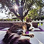 Cosette a rejoint le concours — aidez-le/la à gagner de superbes lots ! animal, cat, daylight, fence, fluffy_tail, fur, garden, greenery, nature, outdoor, pet, purple_surface, relaxed, resting, sunflare, sunlight, tabby_cat, tree, whiskers, white_surface