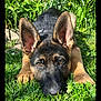 Wolf a rejoint le concours — aidez-le/la à gagner de superbes lots ! animal, closeup, cute, dog, ears, eyes, face, fur, garden, german_shepherd, grass, greenery, laying_down, nature, outdoor, pet, playful, puppy, sunlight, young