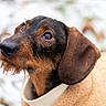 Gibson participe au concours pour gagner de l'argent avec cette photo : dog, dachshund, wire_haired, pet, animal, close_up, portrait, outdoor, winter, snow, brown, black, fur, cute, sweater, looking_up, face, ears, canine, cozy