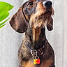Gibson a rejoint le concours — aidez-le/la à gagner de superbes lots ! dog, dachshund, pet, collar, tag, brown, black, beard, fur, ears, animal, portrait, indoor, leaf, green, background, canine, sitting, cute, domestic_animal