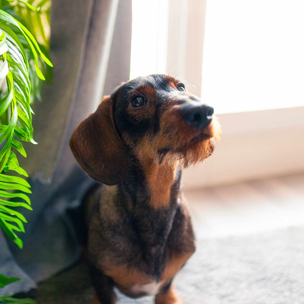 Gibson a rejoint le concours — aidez-le/la à gagner de superbes lots ! dog, dachshund, indoor, pet, curious, brown, black, fur, plant, window, natural_light, carpet, curtain, portrait, animal, cute, small_dog, domestic_animal, looking_up, floor
