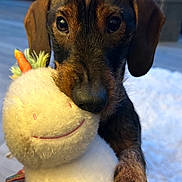 Gibson participe au concours pour gagner de l'argent avec cette photo : dog, puppy, dachshund, toy, plush, stuffed_animal, indoor, floor, carpet, cute, pet, animal, brown, black, playful, closeup, snout, ears, paws, smiling_toy