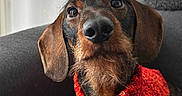 Gibson a rejoint le concours — aidez-le/la à gagner de superbes lots ! dog, dachshund, portrait, close_up, red_scarf, knitted_scarf, pet, indoor, couch, window, curtain, brown_fur, black_fur, long_ears, face, snout, whiskers, looking_up, cozy, warm