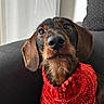 dog, dachshund, portrait, close_up, red_scarf, knitted_scarf, pet, indoor, couch, window, curtain, brown_fur, black_fur, long_ears, face, snout, whiskers, looking_up, cozy, warm