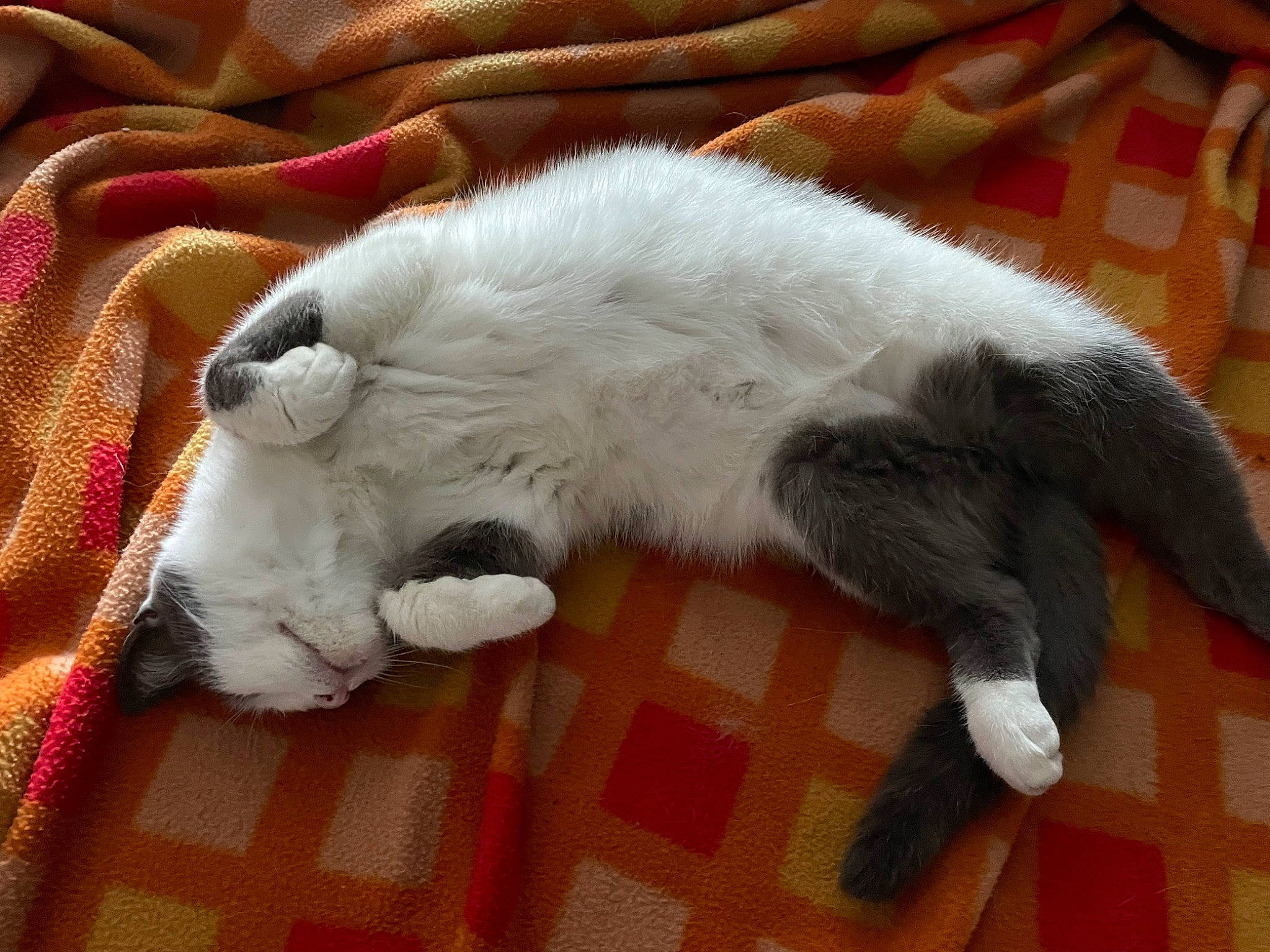 Angie a rejoint le concours — aidez-le/la à gagner de superbes lots ! canidae, carnivore, cat, claw, comfort, companion_dog, dog_breed, domestic_short_haired_cat, fawn, felidae, flooring, fur, hardwood, nap, paw, small_to_medium_sized_cats, sporting_group, tail, terrestrial_animal, whiskers