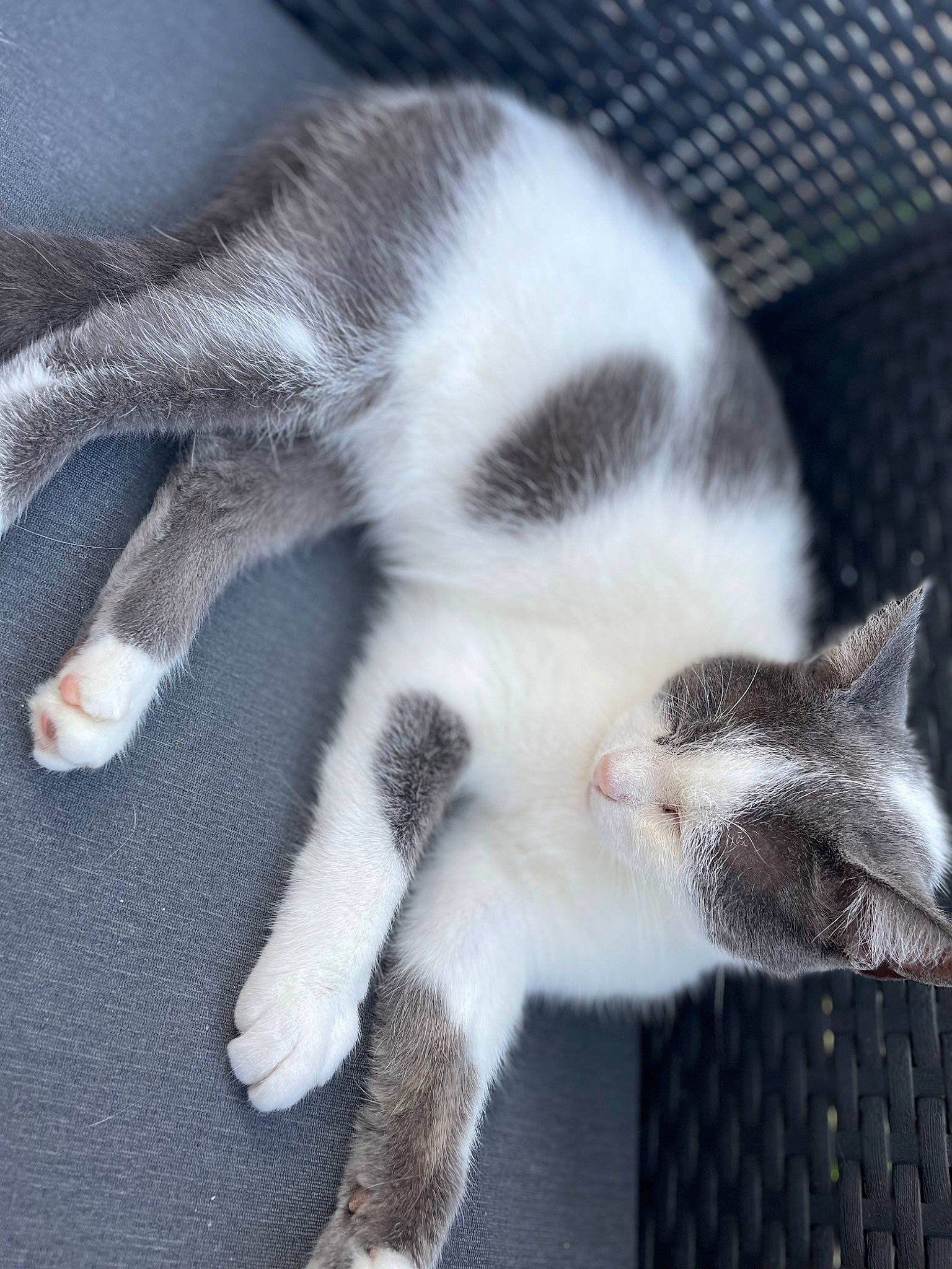 Angie a rejoint le concours — aidez-le/la à gagner de superbes lots ! carnivore, cat, claw, comfort, domestic_short_haired_cat, felidae, fur, nap, paw, sleep, small_to_medium_sized_cats, snout, tail, whiskers