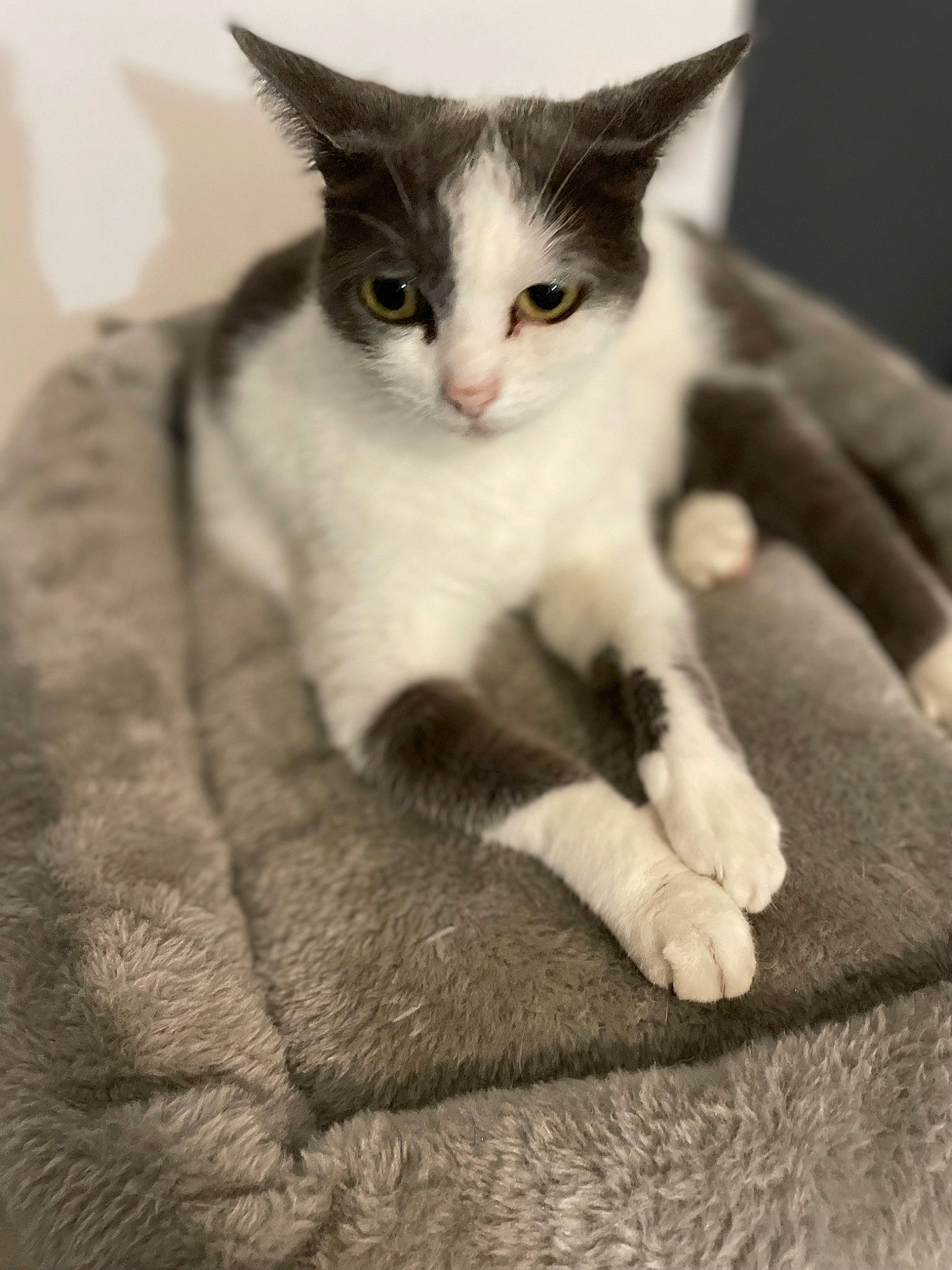 Angie a rejoint le concours — aidez-le/la à gagner de superbes lots ! carnivore, cat, claw, comfort, domestic_short_haired_cat, ear, eye, felidae, foot, fur, monochrome_photography, paw, sitting, small_to_medium_sized_cats, snout, stairs, tail, terrestrial_animal, whiskers, window