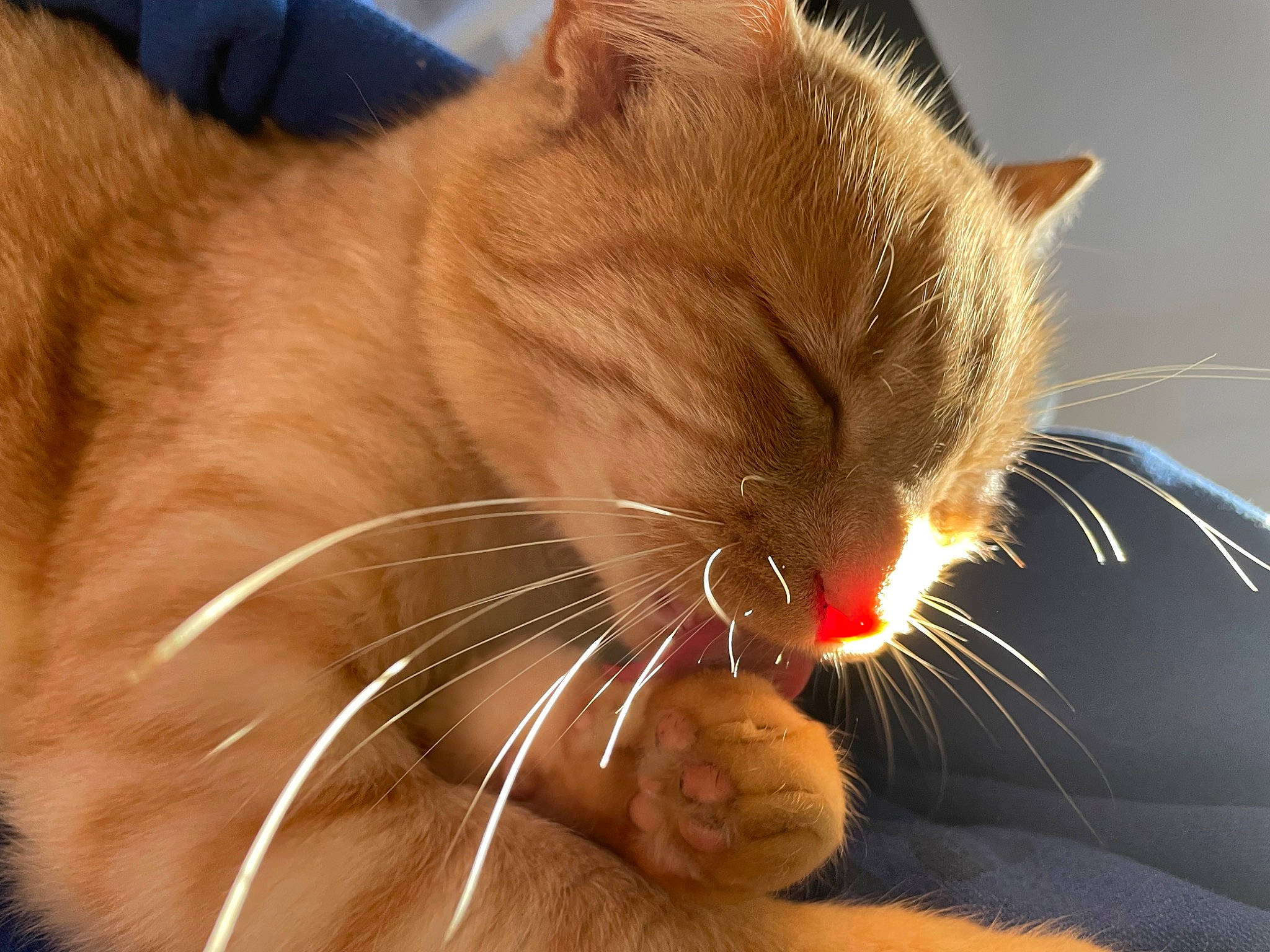 Weasley a rejoint le concours — aidez-le/la à gagner de superbes lots ! carnivore, cat, claw, close_up, comfort, domestic_short_haired_cat, ear, fawn, felidae, foot, fur, human_leg, nap, paw, sitting, small_to_medium_sized_cats, snout, tail, whiskers