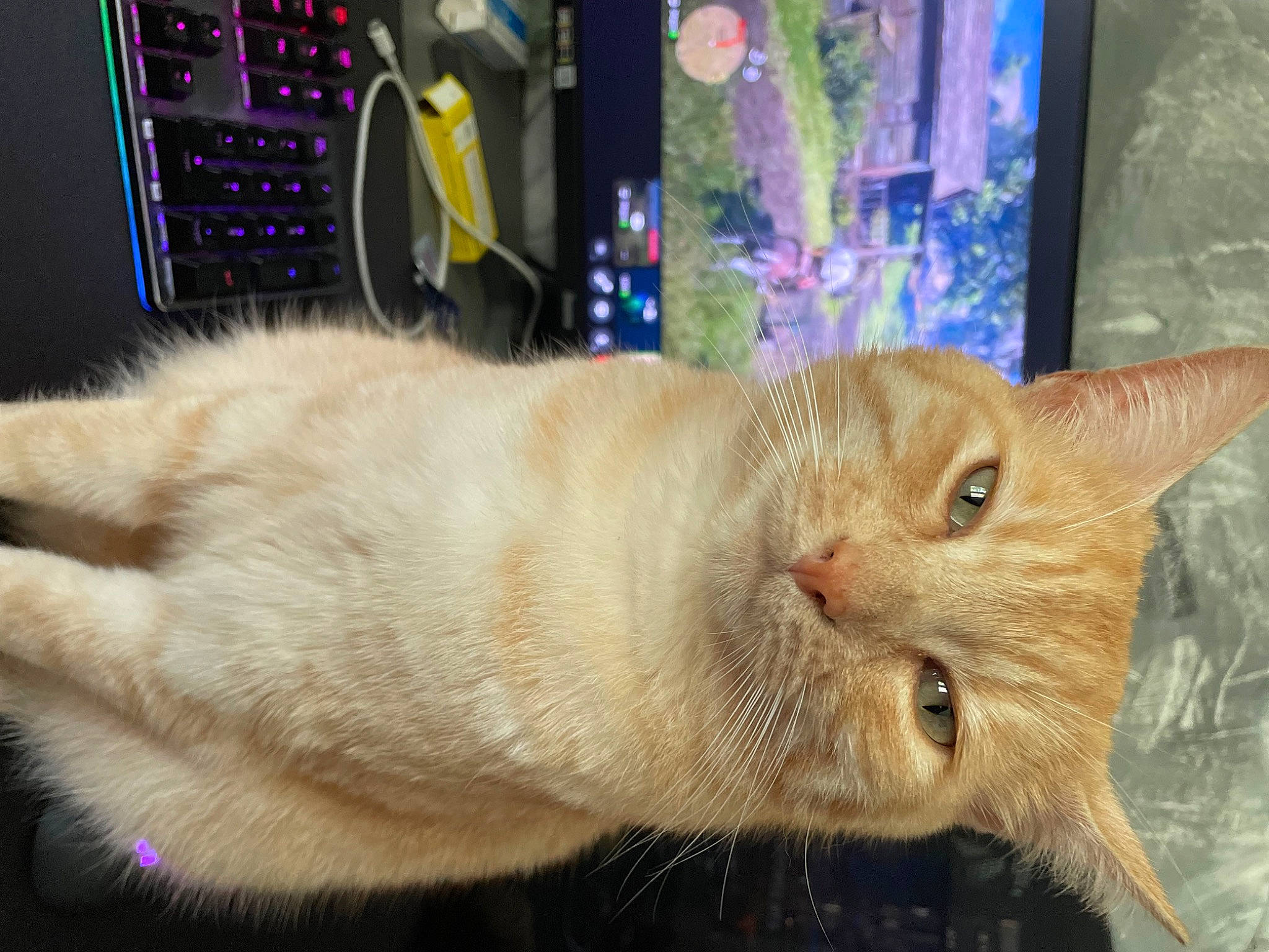 Weasley a rejoint le concours — aidez-le/la à gagner de superbes lots ! carnivore, cat, cat_supply, claw, comfort, domestic_short_haired_cat, fawn, felidae, fur, machine, paw, pet_supply, small_to_medium_sized_cats, snout, tail, terrestrial_animal, whiskers, window