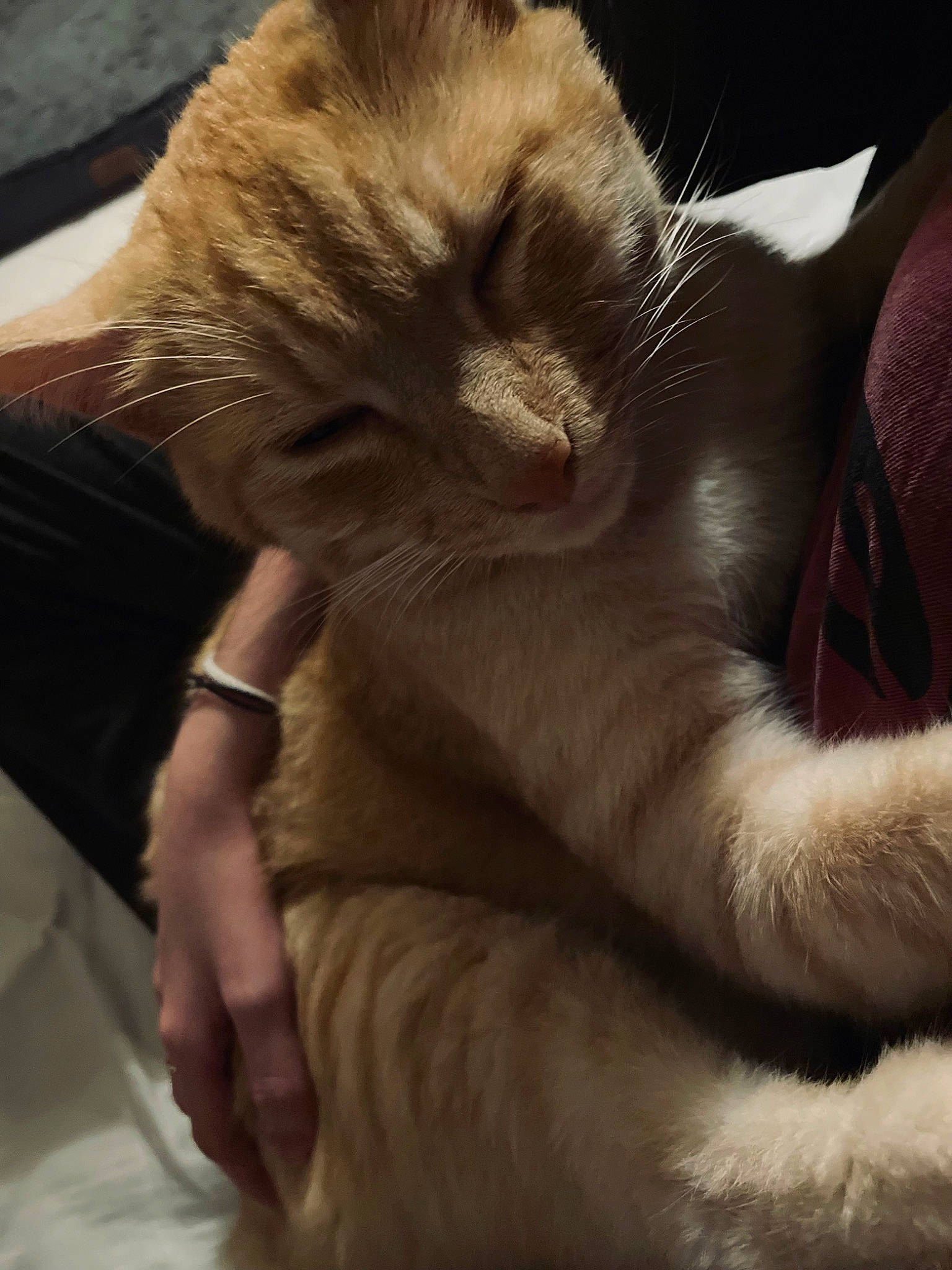 Weasley participe au concours pour gagner de l'argent avec cette photo : balinese, carnivore, cat, claw, comfort, domestic_short_haired_cat, ear, fawn, felidae, fur, gesture, nail, nap, paw, small_to_medium_sized_cats, snout, tail, terrestrial_animal, thai, whiskers