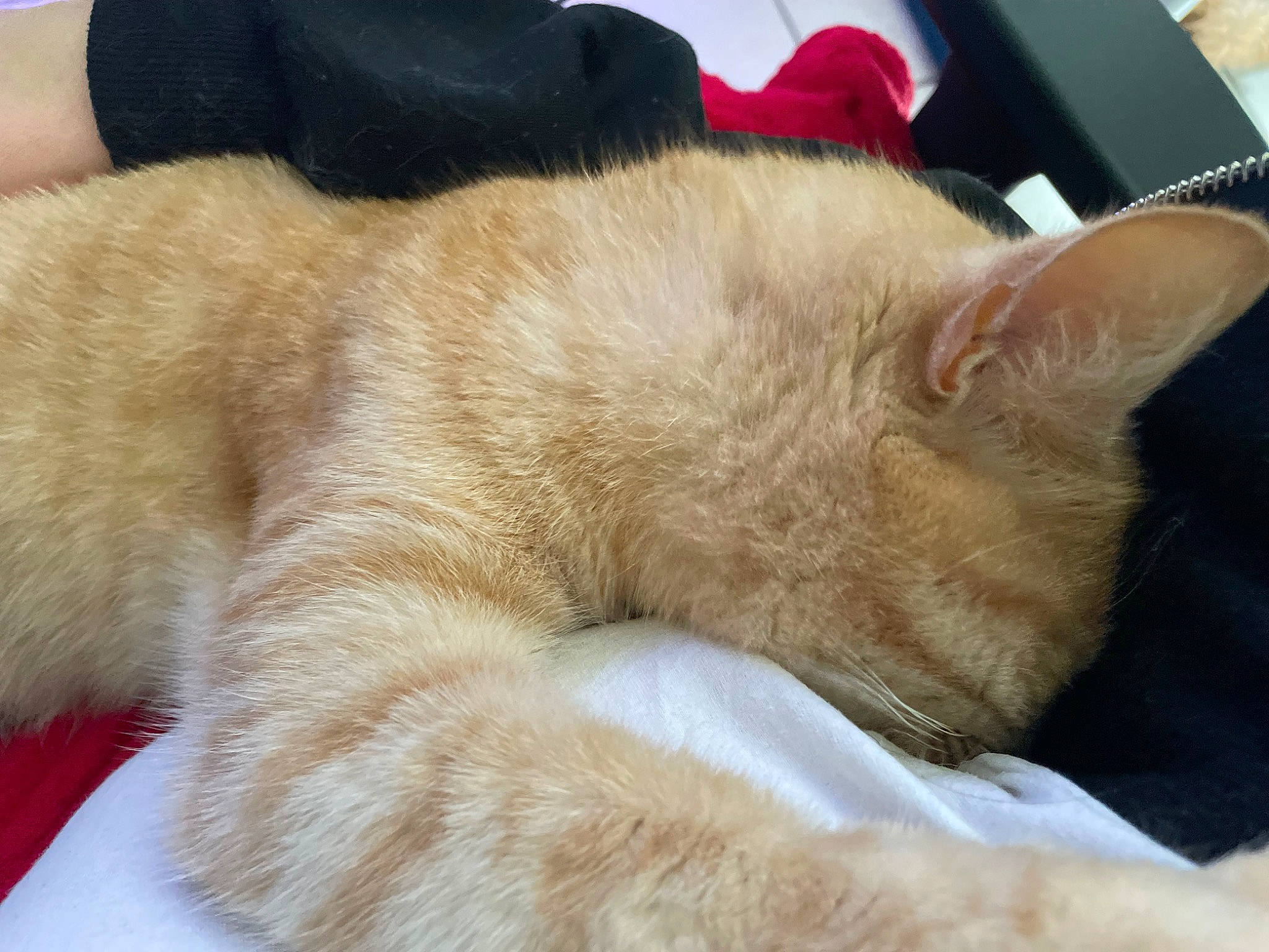 Weasley a rejoint le concours — aidez-le/la à gagner de superbes lots ! carnivore, cat, claw, comfort, dog_breed, fawn, felidae, fur, nap, paw, sleep, small_to_medium_sized_cats, tail, terrestrial_animal, whiskers, wrinkle