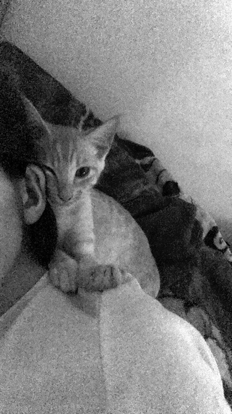 Weasley a rejoint le concours — aidez-le/la à gagner de superbes lots ! carnivore, cat, comfort, domestic_short_haired_cat, ear, felidae, fur, grey, monochrome, monochrome_photography, paw, sitting, small_to_medium_sized_cats, snout, tail, whiskers