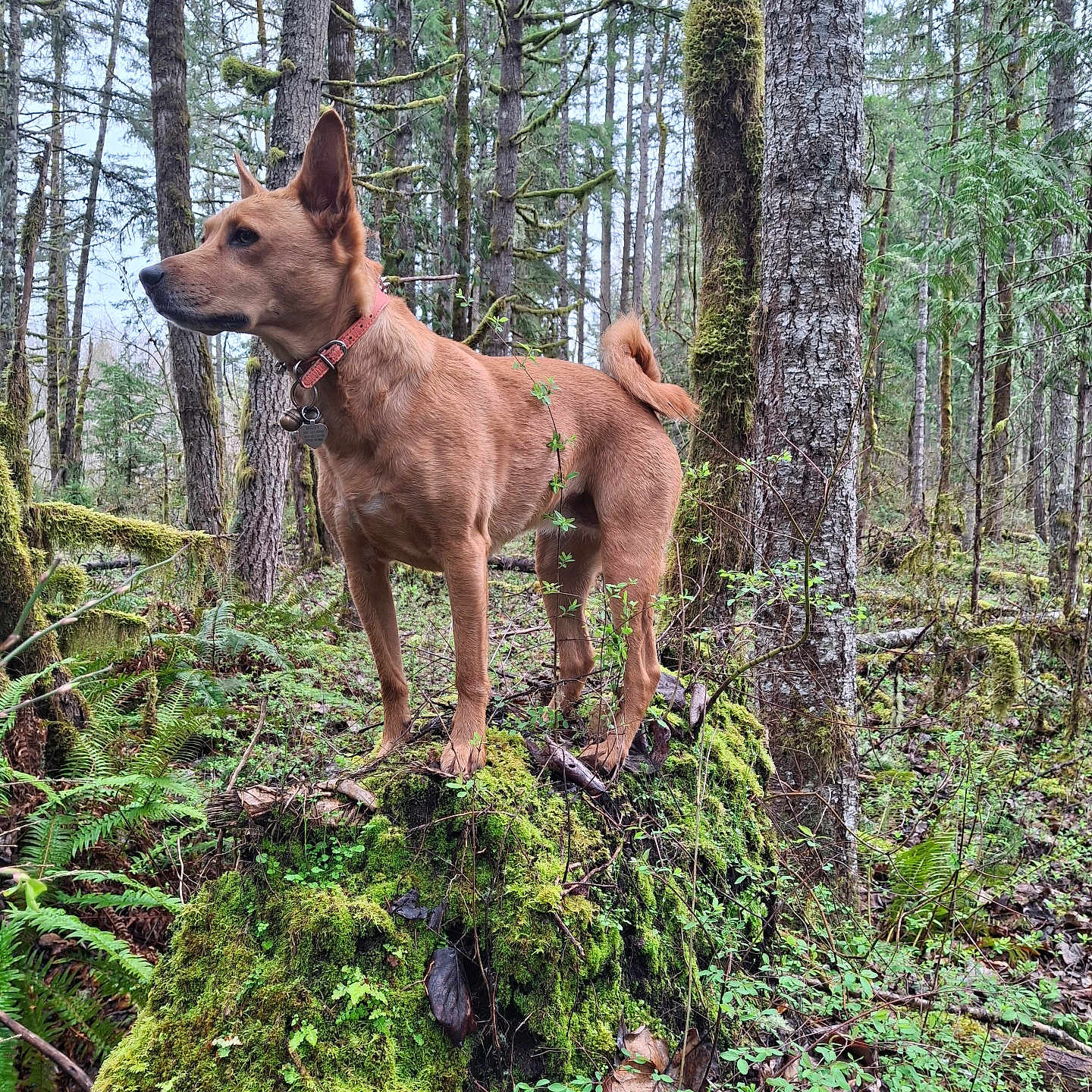 Missy is registered to the contest to win money with this photo: alert, animal, bark, brown, canine, collar, dog, forest, greenery, leaf, moss, nature, outdoor, plant, scenery, standing, tree, trunk, wild, woodland
