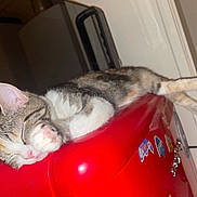 Tya participe au concours pour gagner de l'argent avec cette photo : cat, sleeping, paw, red_appliance, indoor, sticker, relaxed, pet, feline, cute, resting, cozy, fur, whiskers, pink_nose, tabby, striped, claws, ears, animal