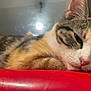Tya participe au concours pour gagner de l'argent avec cette photo : cat, calico, sleepy, resting, fur, closeup, red_surface, indoor, pet, whiskers, ears, face, pink_nose, relaxed, cozy, animal, domestic_cat, soft_light, reflection, background
