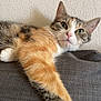 Tya participe au concours pour gagner de l'argent avec cette photo : cat, calico_cat, pet, feline, paw, green_eyes, relaxed, indoor, couch, fabric, texture, wall, curious, fur, whiskers, close_up, animal, mammal, domestic_animal, resting