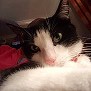 Smudge is registered to the contest to win money with this photo: animal, black_and_white, cat, close_up, cozy, curious, domestic_cat, eyes, face, feline, home, indoor, nose, person, pet, portrait, red_jacket, soft_fur, whiskers