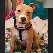 Taïga a rejoint le concours — aidez-le/la à gagner de superbes lots ! animal, bed, blanket, brown, canine, curious, cute, dog, domestic_animal, ears, floral_pattern, harness, household, indoor, looking, pet, resting, sitting, tan_dog, white_markings