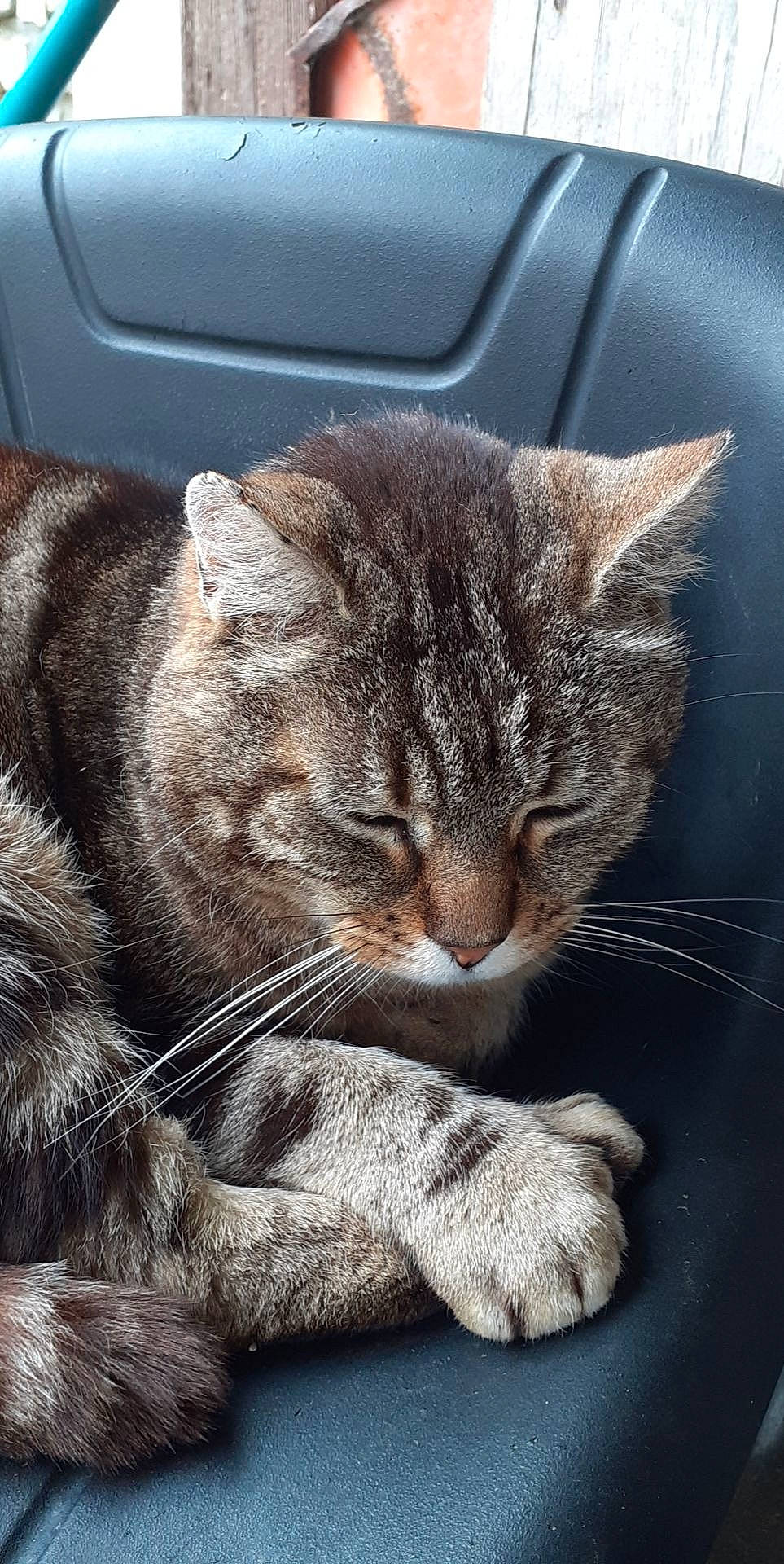 Tigrou a rejoint le concours — aidez-le/la à gagner de superbes lots ! american_shorthair, asian, carnivore, cat, domestic_short_haired_cat, dragon_li, ear, european_shorthair, eye, felidae, fur, kitten, mammal, nap, paw, sky, small_to_medium_sized_cats, snout, tabby_cat, whiskers