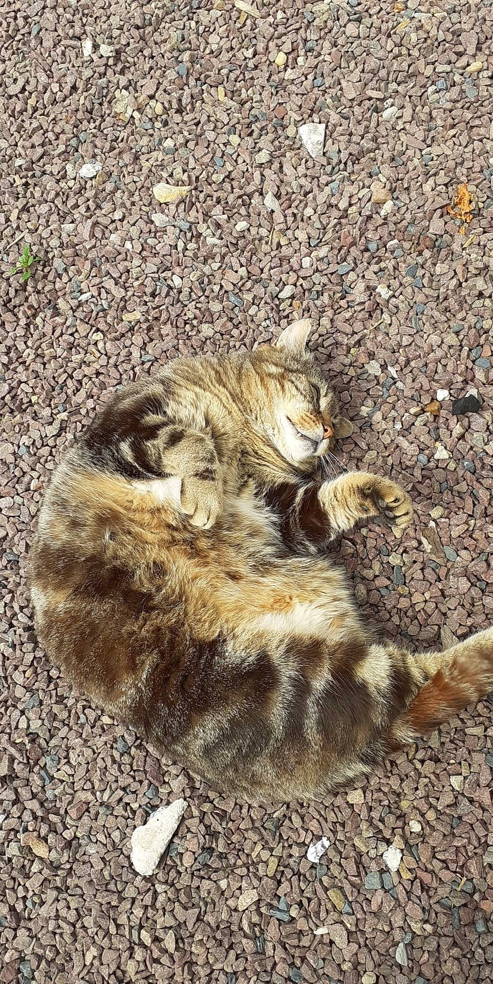 Tigrou a rejoint le concours — aidez-le/la à gagner de superbes lots ! aegean_cat, carnivore, cat, claw, domestic_short_haired_cat, dragon_li, european_shorthair, felidae, fur, kitten, organism, paw, pixie_bob, polydactyl_cat, rusty_spotted_cat, small_to_medium_sized_cats, tabby_cat, tail, whiskers, wild_cat