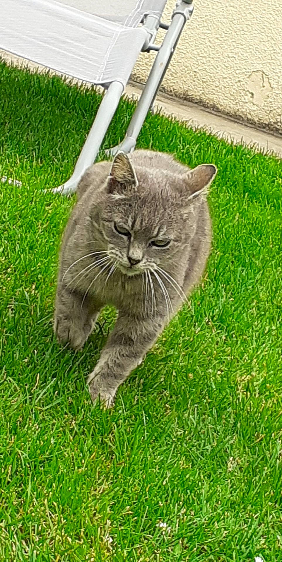 Caline participe au concours pour gagner de l'argent avec cette photo : british_semi_longhair, british_shorthair, carnivore, cat, chartreux, domestic_short_haired_cat, european_shorthair, felidae, grass, lawn, nebelung, plant, russian_blue, small_to_medium_sized_cats, snout, tail, whiskers, wild_cat